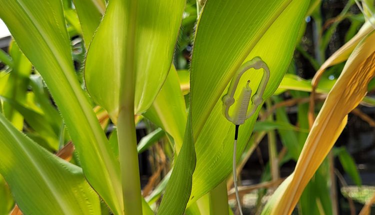 Pesquisa da Embrapa desenvolve dispositivo com inteligência artificial (I.A.) para o sensoriamento do estresse hídrico das plantas