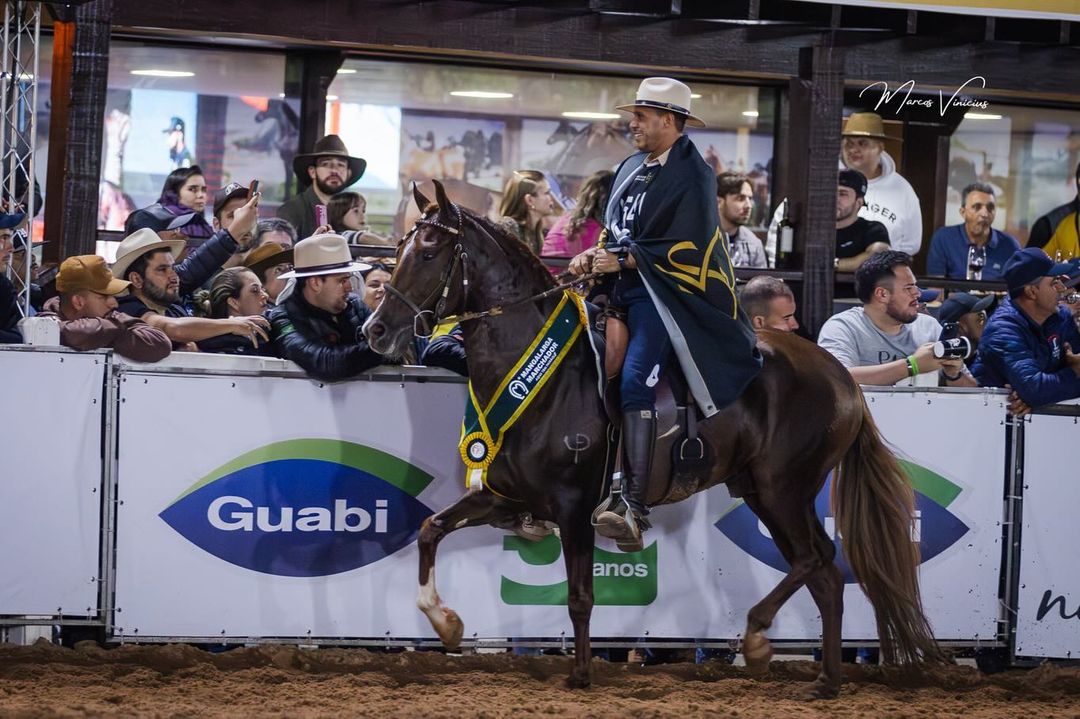 Conheça os Campeões da 41ª Exposição Nacional do Cavalo Mangalarga Marchador