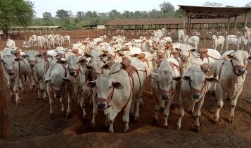 IZ lança Sumário de Touros e Matrizes Nelore e Participa da 17ª Expogenética