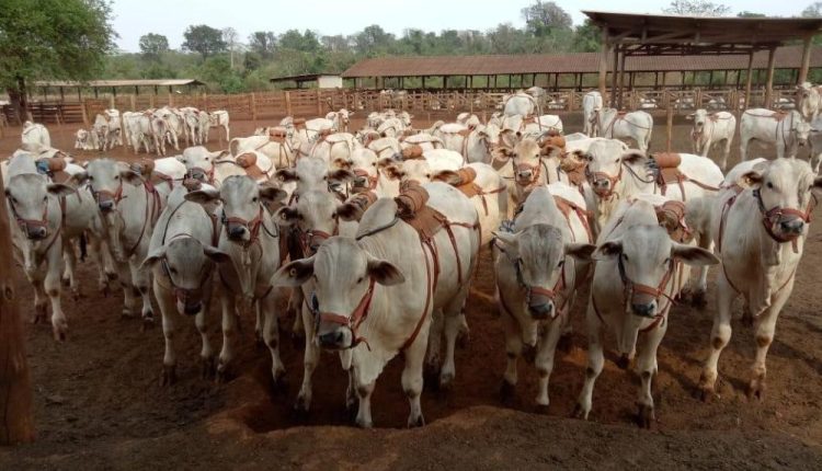 IZ lança Sumário de Touros e Matrizes Nelore e Participa da 17ª Expogenética