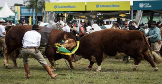 Duelo de gigantes: Bortolozzo e hudson se enfrentam na abertura da 47ª Expointer