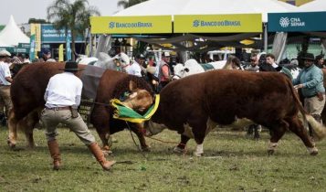 Duelo de gigantes: Bortolozzo e hudson se enfrentam na abertura da 47ª Expointer