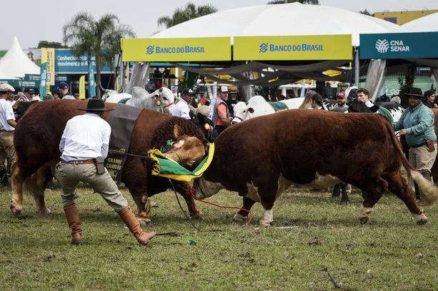 Duelo de gigantes: Bortolozzo e hudson se enfrentam na abertura da 47ª Expointer