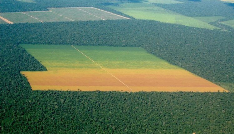 Agricultura cresce no Cerrado e na Amazônia sem desmatamento