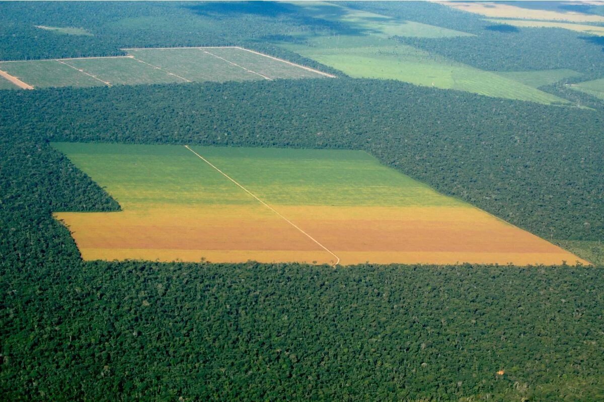 Agricultura cresce no Cerrado e na Amazônia sem desmatamento