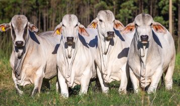 Agricultura: Valor Bruto da Produção agropecuária deve ser 10,1% maior ante 2024