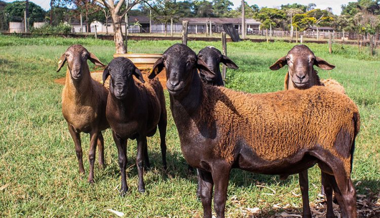 Presença de determinadas proteínas pode indicar resistência de ovinos a verminoses