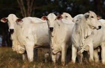 Por quantos anos um boi pode viver?