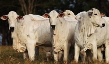 Por quantos anos um boi pode viver?