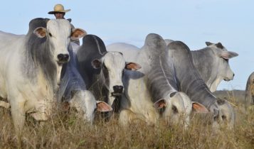 boiada-boigordo-capa-comprerural