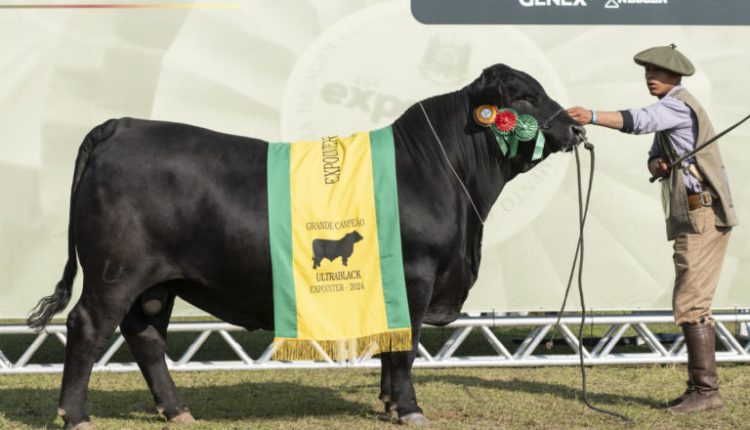 Tetra! Touro Ultrablack de Mano Menezes, do Fluminense, é campeão na Expointer