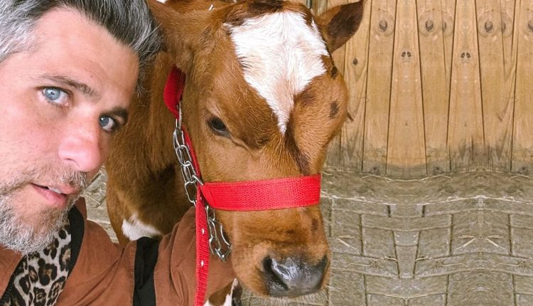 bruno gagliasso adota bezerro para seu rancho