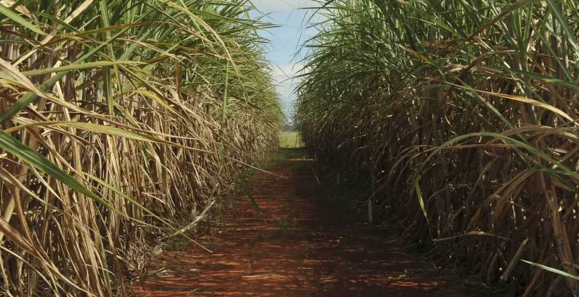 Quando a cana-de-açúcar e cultivada adequadamente, a cana pode alcançar uma produção impressionante de 150 a 200 toneladas de massa verde por hectare em cada ciclo de corte.