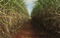 Correção profunda do solo ajuda as plantações de cana-de-açúcar a enfrentarem períodos de seca
