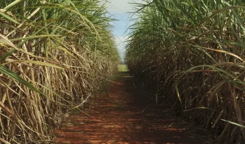 Correção profunda do solo ajuda as plantações de cana-de-açúcar a enfrentarem períodos de seca