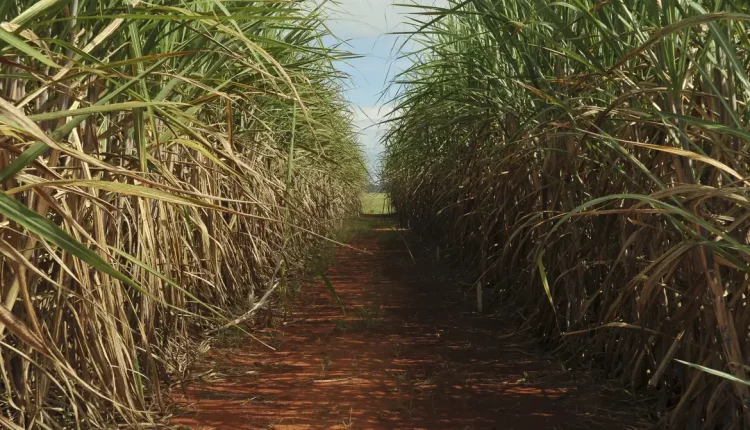 Quando a cana-de-açúcar e cultivada adequadamente, a cana pode alcançar uma produção impressionante de 150 a 200 toneladas de massa verde por hectare em cada ciclo de corte.