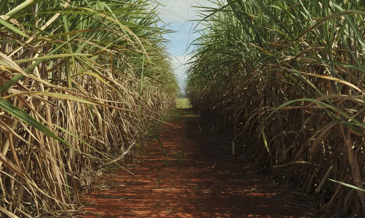 Produção de cana pode cair 20% com mudanças climáticas, aponta estudo