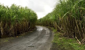 Menos chuva e mais frio para as áreas de cana de açúcar