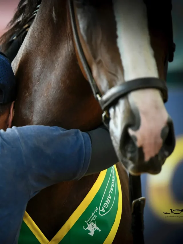 Brasileiro de Hipismo, raça que se tornou referência mundial no esporte