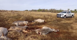 Idoso é multado em R$ 100 mil por maus-tratos e pastoreio irregular de gado em Dracena