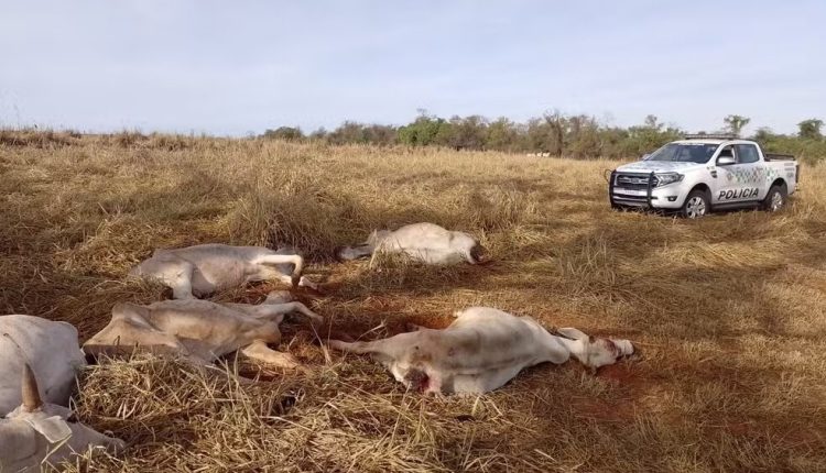 Idoso é multado em R$ 100 mil por maus-tratos e pastoreio irregular de gado em Dracena