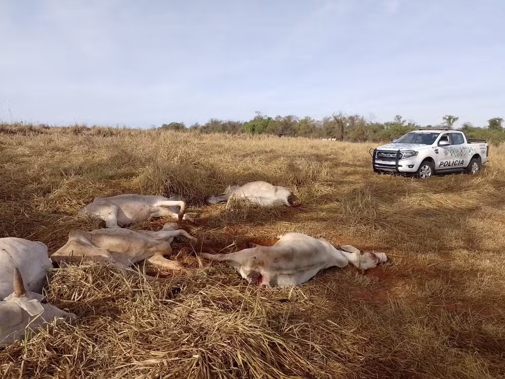 Fazendeiro é multado em R$ 100.000 após PM encontrar gado agonizando em pasto