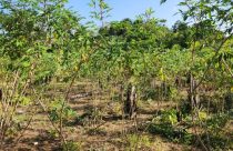 Praga quarentenária da mandioca é detectada pela primeira vez no Brasil no norte do estado do Amapá