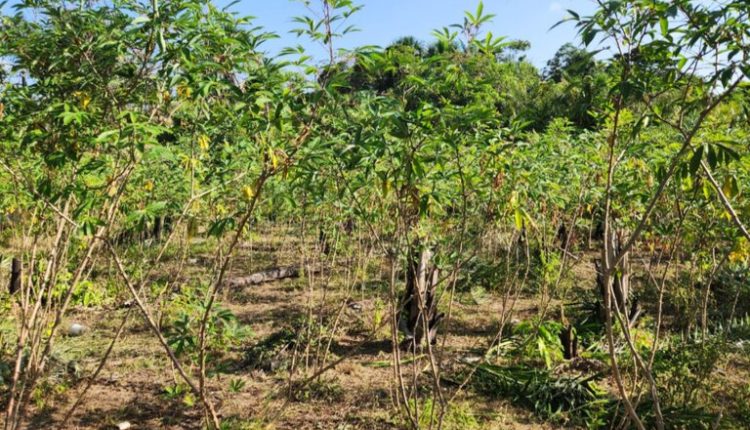 Praga quarentenária da mandioca é detectada pela primeira vez no Brasil no norte do estado do Amapá