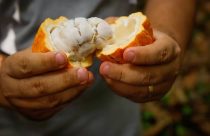 Desafio concede R$ 100 mil para criar máquina de quebra de cacau