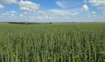 Nova cultivar de trigo apresenta alto potencial produtivo