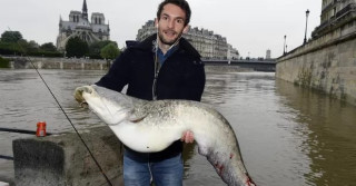 Quais espécies de peixes há no Rio Sena de Paris?