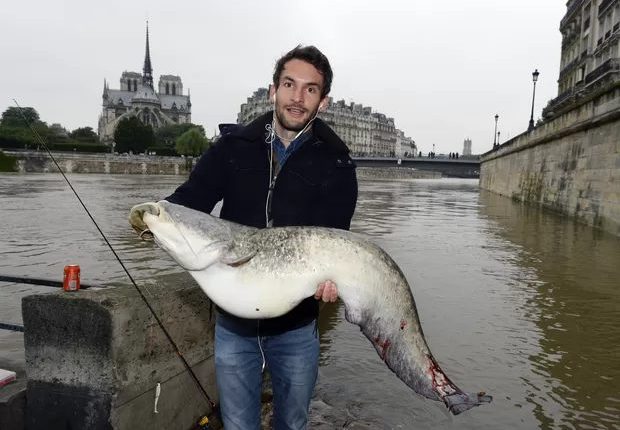 Quais espécies de peixes há no Rio Sena de Paris?