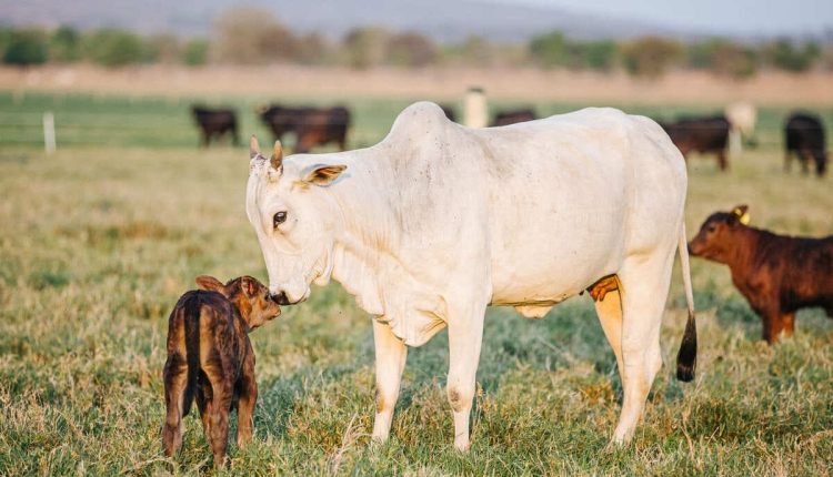 A imunização contra diversas doenças é fundamental no manejo sanitário de uma fazenda. Doenças