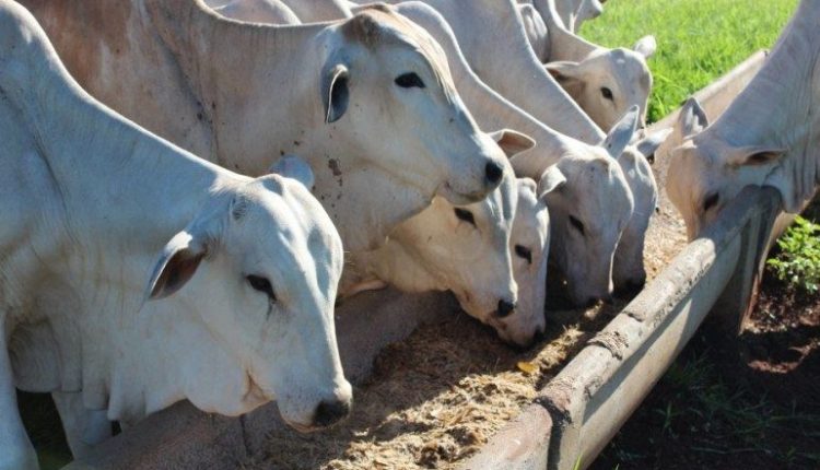 Como e por que utilizar proteinados durante o período de seca