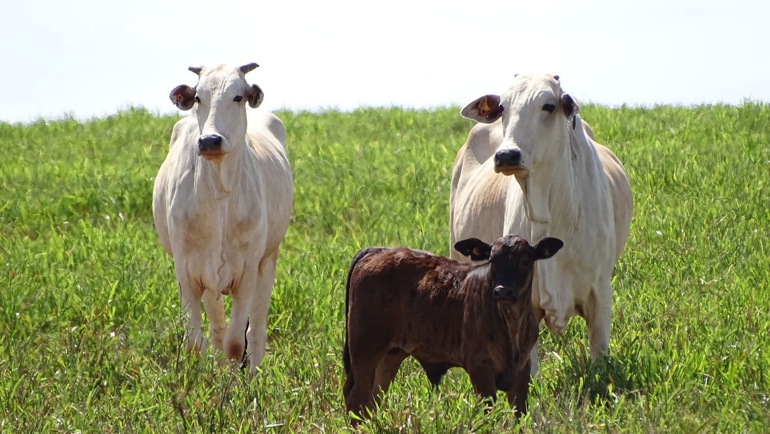 Manejo correto na fase de cria de bovinos de corte: como fazer?