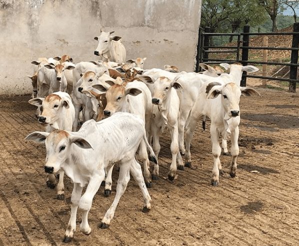 Manejo correto na fase de cria de bovinos de corte: como fazer?