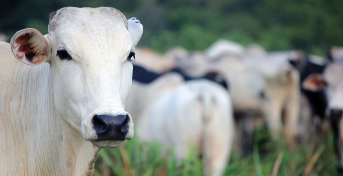 Manejo correto na fase de cria de bovinos de corte: como fazer?