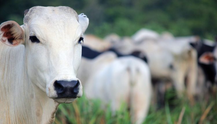 Manejo correto na fase de cria de bovinos de corte: como fazer?