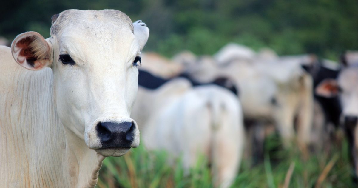 Manejo correto na fase de cria de bovinos de corte: como fazer?