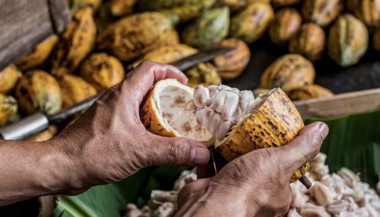 Descubra quem são os líderes globais na produção de cacau