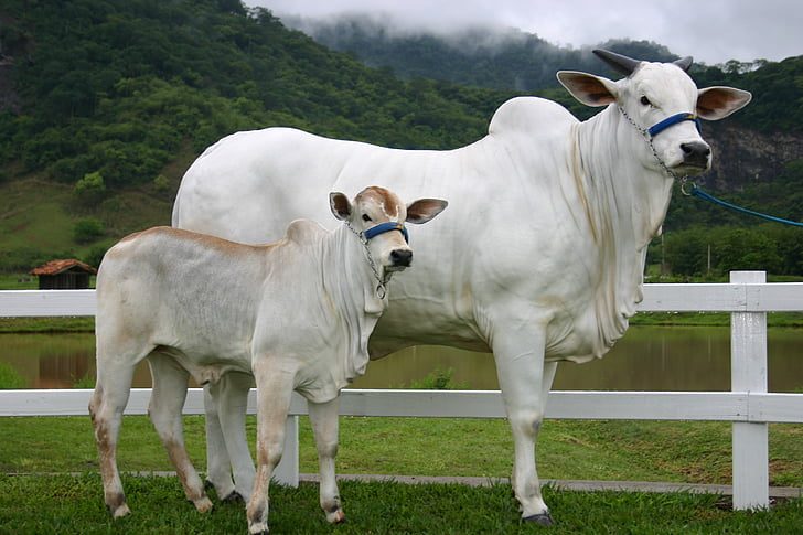 Manejo correto na fase de cria de bovinos de corte: como fazer?