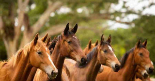 Reforço nutricional potencializa desempenho esportivo dos cavalos