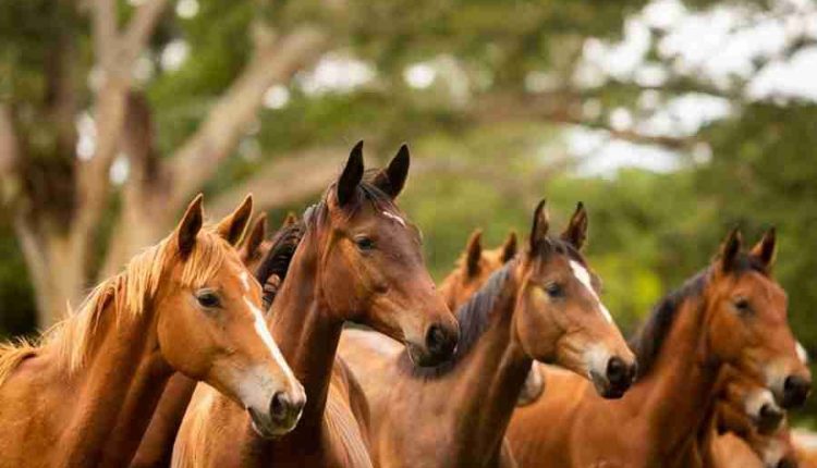 Reforço nutricional potencializa desempenho esportivo dos cavalos