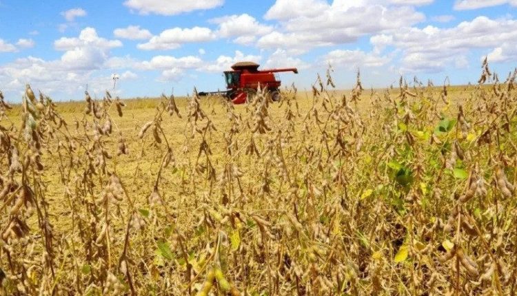 Juiz autoriza recuperação de grupo agro com dívida de R$ 151 milhões