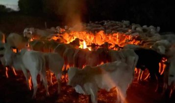 Frio chegando: Alerta aos pecuaristas sobre cuidados com rebanhos e pastagens