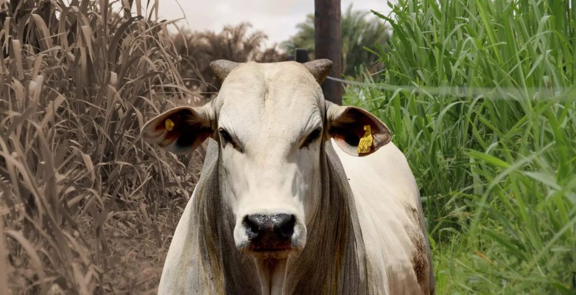 Transição águas-seca, o que fazer com o gado a pasto