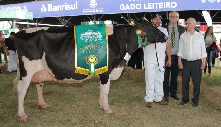 Matrizes de excelência estarão nas pistas de julgamento da raça holandesa na Expointe