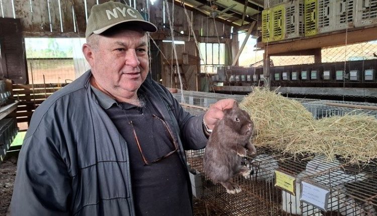 Coelhos, pequenos animais: cuidados especiais para a Expointer