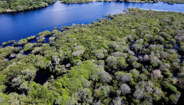 Saiba como títulos verdes possibilitam reflorestamento na Amazônia