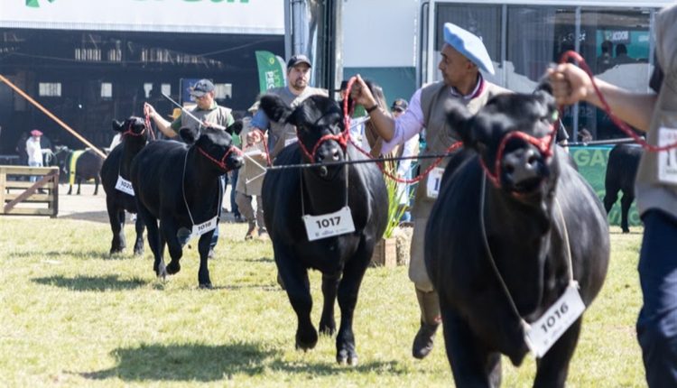 Com recorde de animais inscritos, Angus prepara uma das maiores edições da Expointer